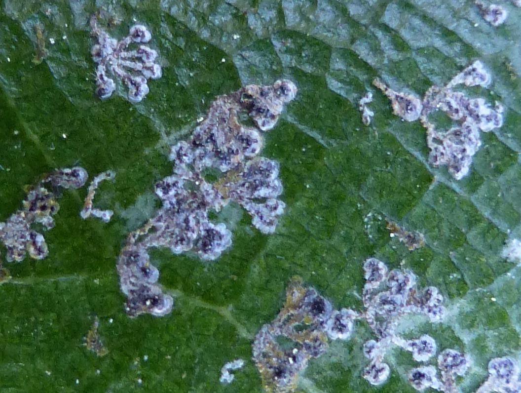 Представитель Семейства Strigulaceae